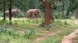 Jashpur News: हाथी के कुचलने से पहाड़ी कोरवा महिला की मौत…जमकर…- भारत संपर्क
