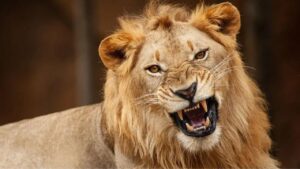 जिस शेर को बचपन से पाला, उसी ने चिड़ियाघर संचालक को मार डाला | lion kills zookeeper… – भारत संपर्क