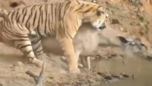 टाइगर ने बेरहमी से उतारा हिरण को मौत के घाट, गर्दन दबोचकर किया काम तमाम | Shocking…