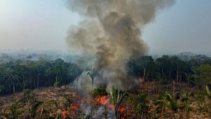 बुरी तरह जल रहा ‘धरती का फेफड़ा’, 25 सालों में सबसे भयावह हालात, नहीं कोई शुभ संकेत |… – भारत संपर्क