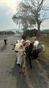 *बिग ब्रेकिंग:-सन्ना क्षेत्र में गौ-तस्करों के हौसले हुए बुलंद,ग्रामीणों ने…- भारत संपर्क