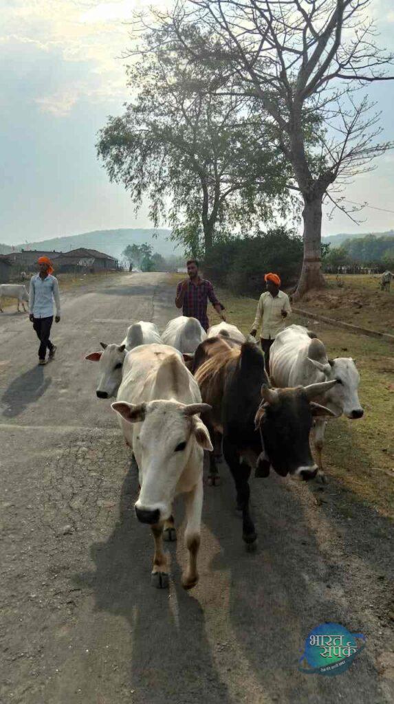 *बिग ब्रेकिंग:-सन्ना क्षेत्र में गौ-तस्करों के हौसले हुए बुलंद,ग्रामीणों ने…- भारत संपर्क
