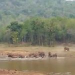 Sarangarh News: हाथियों ने ग्रामीणों की फसलों को किया…- भारत संपर्क