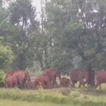 Raigarh News: दंतैल हाथियों ने दो मकानों को पहुंचाया…- भारत संपर्क