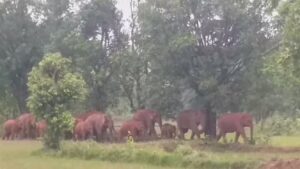 Raigarh News: दंतैल हाथियों ने दो मकानों को पहुंचाया…- भारत संपर्क