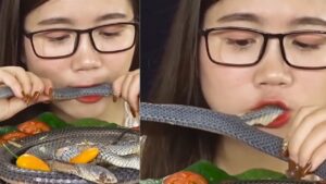 VIDEO: सांप को कच्चा ही नोच नोचकर खा गई लड़की, लोग बोले इंसान है या जानवर? | South…
