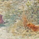 जंगली सूअर को देख तेंदुए ने घास में छुपकर की तैयारी, मौका मिलते ही टूट पड़ा बेरहम…