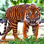 MP: ‘टाइगर स्टेट’ में हुई सबसे ज्यादा बाघों की मौत, 6 महीने में 27 मरे; ये … – भारत संपर्क