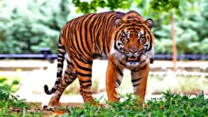 MP: ‘टाइगर स्टेट’ में हुई सबसे ज्यादा बाघों की मौत, 6 महीने में 27 मरे; ये … – भारत संपर्क