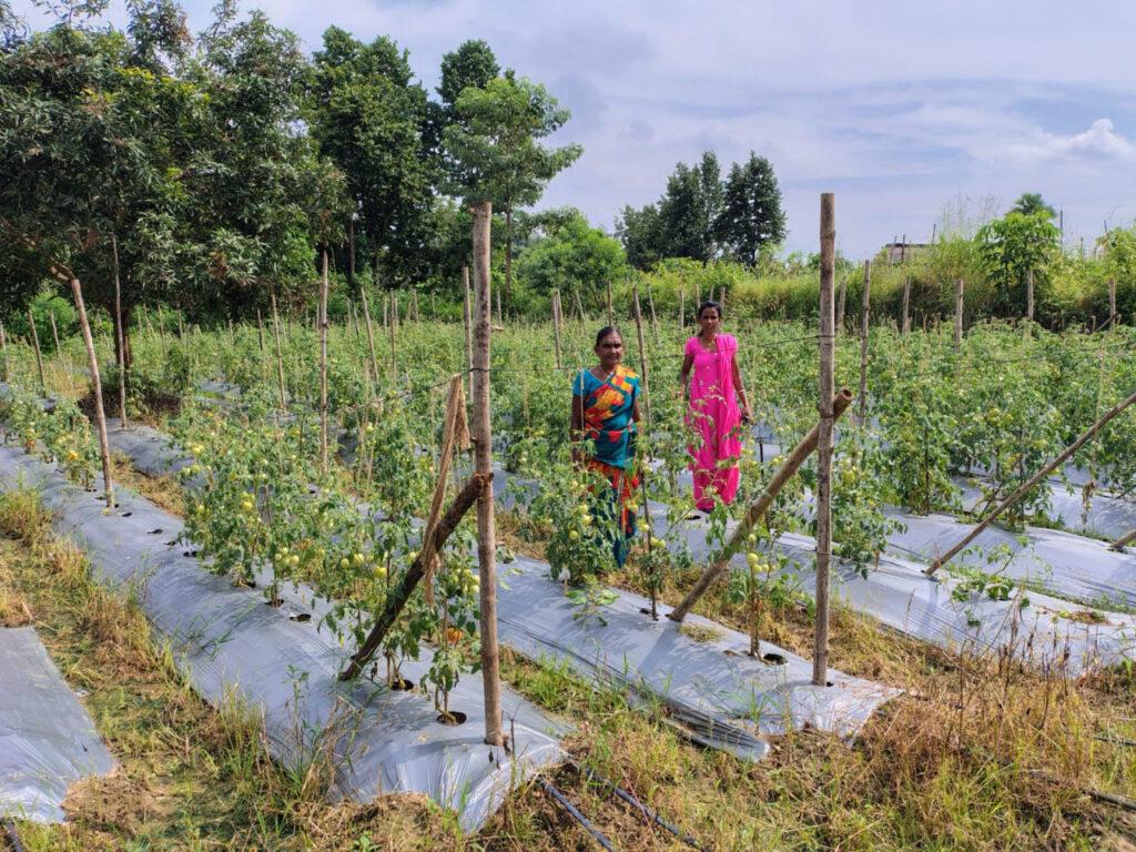 टमाटर, मिर्च लगाकर ग्राम झोडि़याबाड़म की दीदियां बदल रही है अपनी जिंदगी की तस्वीर – भारत संपर्क न्यूज़ …