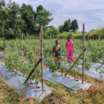 टमाटर, मिर्च लगाकर ग्राम झोडि़याबाड़म की दीदियां बदल रही है अपनी जिंदगी की तस्वीर – भारत संपर्क न्यूज़ …