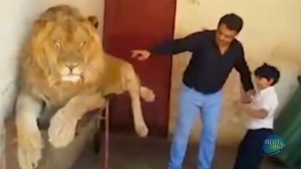VIRAL VIDEO: मासूम बेटे को जबरन शेर की पीठ पर बैठाया, वो रोता रहा, पर पिता ने एक नहीं… VIRAL VIDEO: मासूम बेटे को जबरन शेर की पीठ पर बैठाया, वो रोता रहा, पर पिता ने एक नहीं…