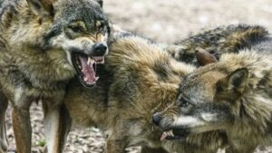 Wolf Attack in Bareilly: बरेली में भी खूंखार हुए भेड़िए, खेत से लौट रही महि… – भारत संपर्क