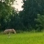 धरमजयगढ़ के लामबहरी में गांव किनारे धान फसल में उतरा हाथी, ग्रामीणों में दहशत का… – भारत संपर्क न्यूज़ …