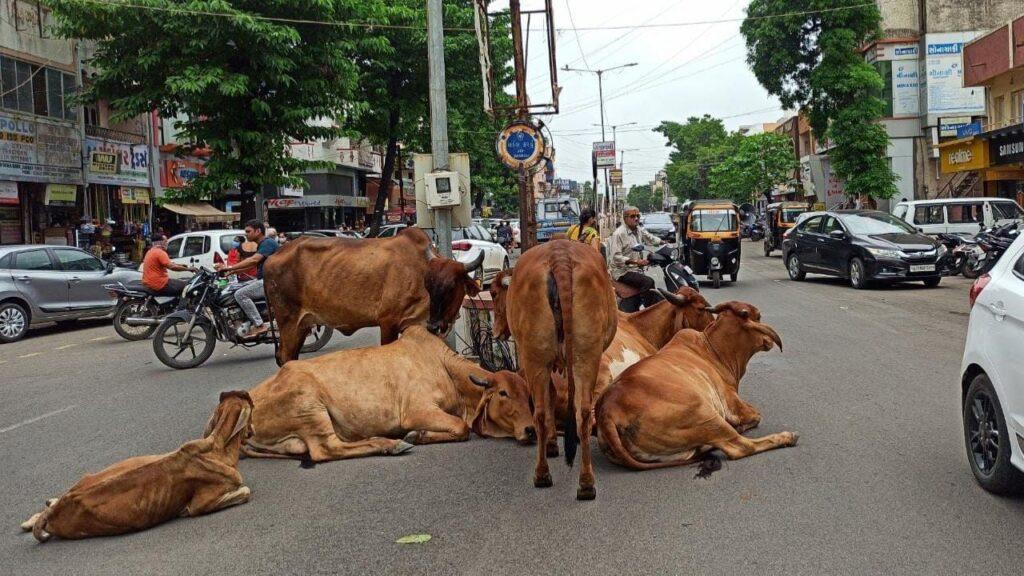 MP: गौ माता मर रही, सरकार ढोंग करने में व्यस्त…गोवर्धन पूजा के आदेश पर का… – भारत संपर्क