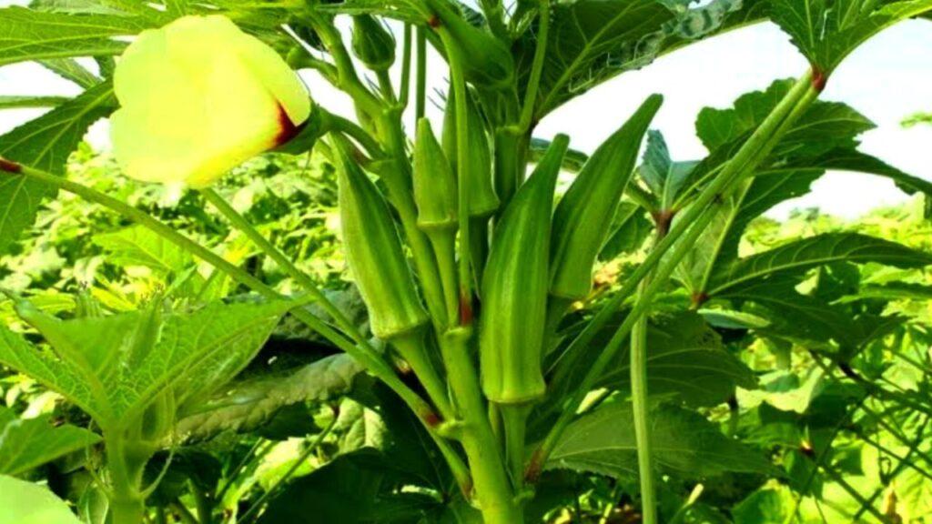 Lady Finger Cultivation: एक बार बुवाई और 6 महीने तक कमाई… हरदोई में भिंडी… – भारत संपर्क