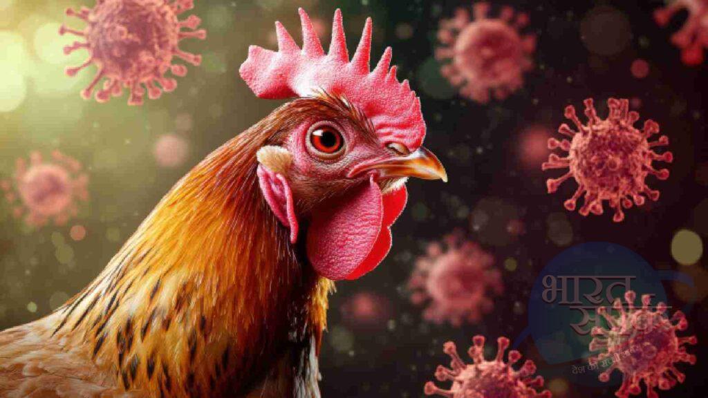 बर्ड फ्लू के लक्षण,- Bird flu ke lakshan