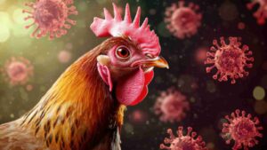 बर्ड फ्लू के लक्षण,- Bird flu ke lakshan