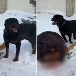 Video: 5 साल के बच्चे पर खूंखार Rottweiler ने किया हमला, ढाल बनकर लेट गई मां, खरोंच…