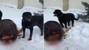 Video: 5 साल के बच्चे पर खूंखार Rottweiler ने किया हमला, ढाल बनकर लेट गई मां, खरोंच…