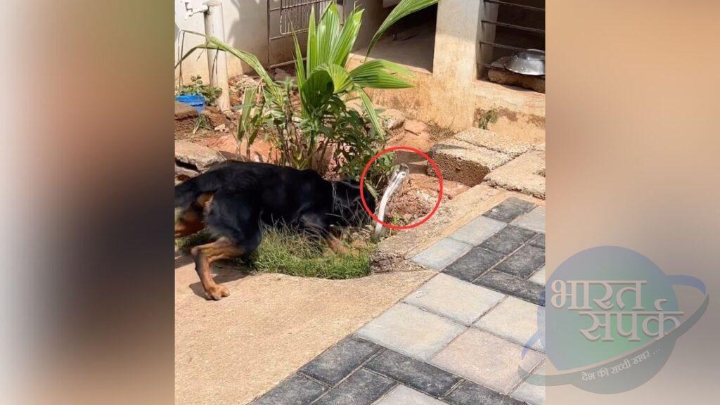 Cobra और Rottweiler में हो गई भयंकर लड़ाई, 3 सेकंड में सांप के दो टुकड़े कर दिए;…