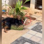 Cobra और Rottweiler में हो गई भयंकर लड़ाई, 3 सेकंड में सांप के दो टुकड़े कर दिए;…