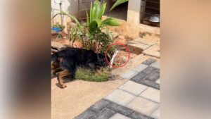 Cobra और Rottweiler में हो गई भयंकर लड़ाई, 3 सेकंड में सांप के दो टुकड़े कर दिए;…