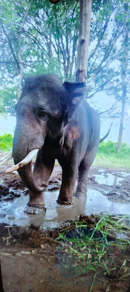 अचानकमार टाइगर रिजर्व में हाथी ने महावत पर किया हमला, गंभीर…- भारत संपर्क