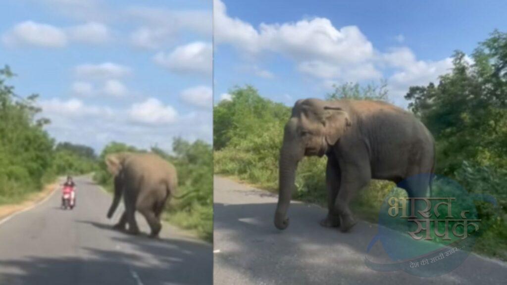 अपने इलाके में स्कूटी सवार को देख गुस्से में आया हाथी, 1 सेकेंड की गलती और बंदे के… अपने इलाके में स्कूटी सवार को देख गुस्से में आया हाथी, 1 सेकेंड की गलती और बंदे के…