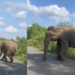 अपने इलाके में स्कूटी सवार को देख गुस्से में आया हाथी, 1 सेकेंड की गलती और बंदे के…
