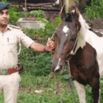 अरे ये क्या! बिहार में शराब की तस्करी कर रहा घोड़ा, पुलिस पकड़कर ले गई…