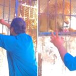 Viral Video: पिंजरे में बंद शेर को यूं चिढ़ा रहा था शख्स, आगे का सीन देख कांप गए लोग