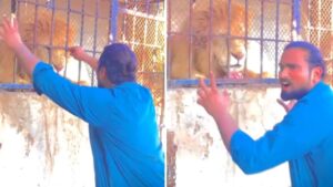 Viral Video: पिंजरे में बंद शेर को यूं चिढ़ा रहा था शख्स, आगे का सीन देख कांप गए लोग