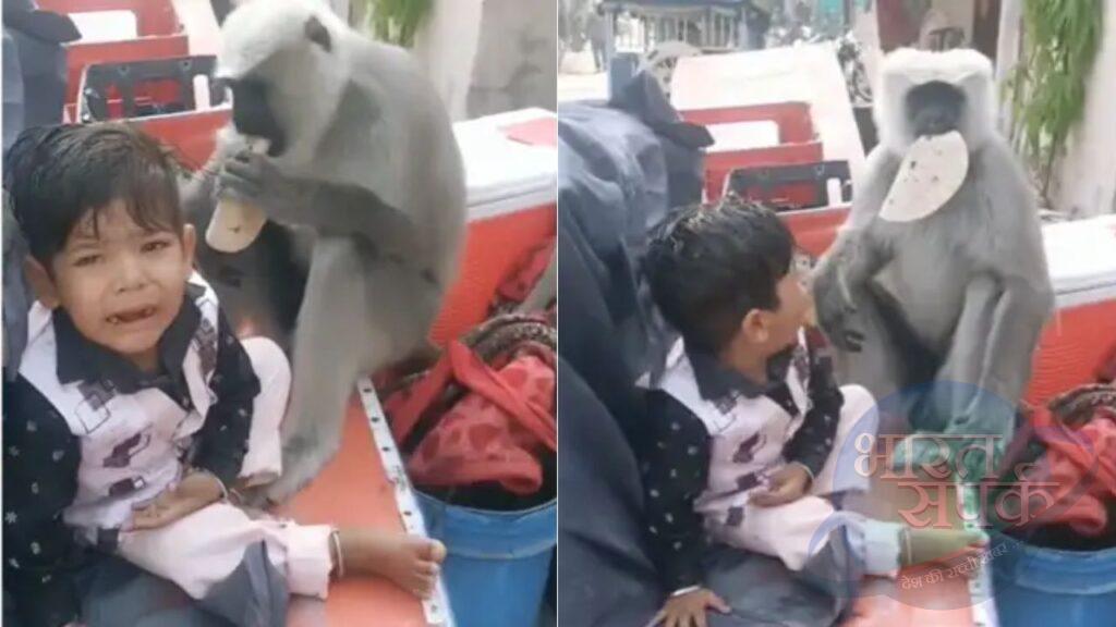 Viral: बच्चे से रोटी छीनकर लंगूर ने उड़ाई दावत, बिलखता रहा मासूम और पापा बनाते रहे… Viral: बच्चे से रोटी छीनकर लंगूर ने उड़ाई दावत, बिलखता रहा मासूम और पापा बनाते रहे…
