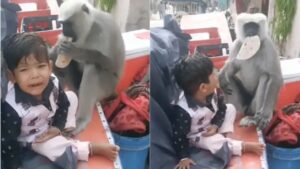 Viral: बच्चे से रोटी छीनकर लंगूर ने उड़ाई दावत, बिलखता रहा मासूम और पापा बनाते रहे…