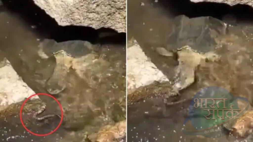 एक झटके में सांप को निगल गया टर्टल, वीडियो देख जंगल के जानकार भी चकरा जाएंगे एक झटके में सांप को निगल गया टर्टल, वीडियो देख जंगल के जानकार भी चकरा जाएंगे