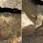 एक झटके में सांप को निगल गया टर्टल, वीडियो देख जंगल के जानकार भी चकरा जाएंगे