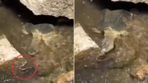 एक झटके में सांप को निगल गया टर्टल, वीडियो देख जंगल के जानकार भी चकरा जाएंगे