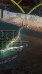 जब विशाल काय अजगर ने मुंगेली में रोक दी ट्रैफिक- भारत संपर्क