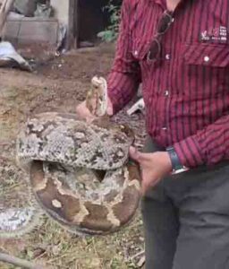 21 अंडों के साथ मिला विशाल अजगर,किया गया रेस्क्यू, एनिमल रेस्क्यू टीम ने अजगर को नदी… – भारत संपर्क न्यूज़ …