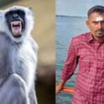 गाड़ी की टक्कर में बच्चे की मौत, लंगूर ने बदला लेने की ठानी, 20 लोगों पर…