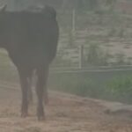 युवक के पीछे पड़ा सांड, मारने के लिए घर की छत पर चढ़ा; कैसे बची जान? Video – भारत संपर्क
