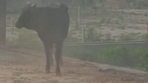 युवक के पीछे पड़ा सांड, मारने के लिए घर की छत पर चढ़ा; कैसे बची जान? Video – भारत संपर्क