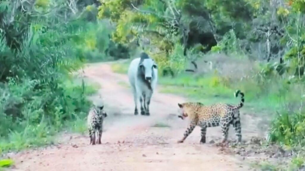 Viral: सांड के आगे 2 खूंखार जैगुआर ने टेके घुटने, हैरान कर देगा वीडियो! Viral: सांड के आगे 2 खूंखार जैगुआर ने टेके घुटने, हैरान कर देगा वीडियो!