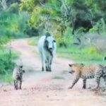 Viral: सांड के आगे 2 खूंखार जैगुआर ने टेके घुटने, हैरान कर देगा वीडियो!