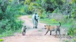 Viral: सांड के आगे 2 खूंखार जैगुआर ने टेके घुटने, हैरान कर देगा वीडियो!