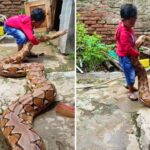 Viral: 15 फीट लंबे अजगर से खेलता दिखा मासूम, वीडियो ने उड़ाए होश