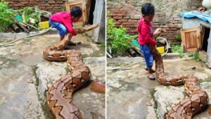 Viral: 15 फीट लंबे अजगर से खेलता दिखा मासूम, वीडियो ने उड़ाए होश