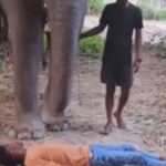 Viral: हाथी के रास्ते में लेट गए लड़के फिर किया ये खतरनाक काम, वीडियो देख भौचक्के रह…
