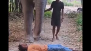 Viral: हाथी के रास्ते में लेट गए लड़के फिर किया ये खतरनाक काम, वीडियो देख भौचक्के रह…
